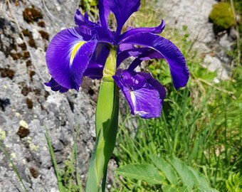 Iris latifolia 10 Seeds - English Iris