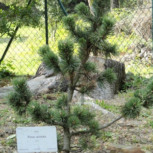 Pinus aristata 100 Seeds - Colorado Bristlecone Pine