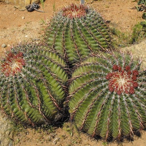 Ferocactus viridescens 25 Semillas