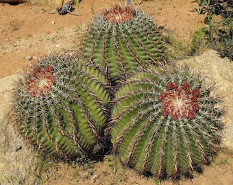 Ferocactus viridescens 25 Seeds