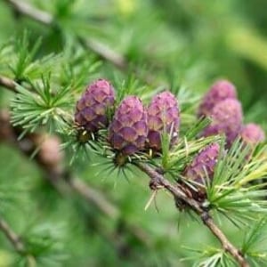 Larix decidua 100 Seeds European Larch image 1