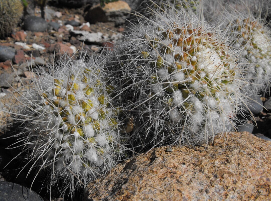 Mammillaria Celsiana 25 Seeds Golden Pincushion Cactus Etsy
