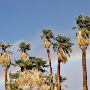 Washingtonia filifera 25 Seeds - Desert Fan Palm