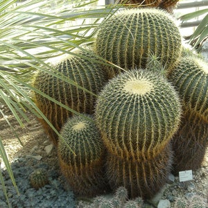 Echinocactus grusonii 100 semillas - Cactus barril dorado