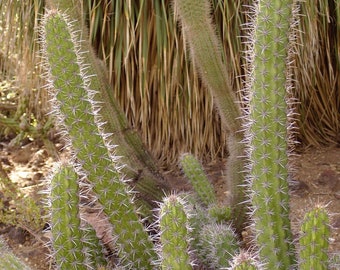 Stenocereus gummosus 25 Seeds - Cerus gummosus