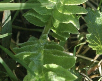 Rhaponticum carthamoides 25 Samen - Maral Wurzel