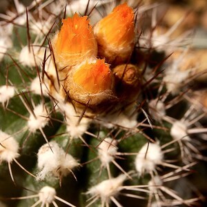 Parodia cardenasii 25 Seeds Parodia formosa image 4