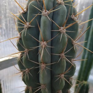 Echinopsis werdermannianus 25 graines