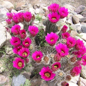 Echinocereus engelmannii 100 semillas - Cactus erizo fresa