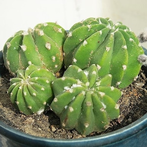 Echinopsis subdenudata - Cactus Lirio de Pascua (25 semillas)