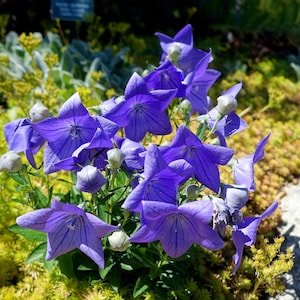 Platycodon grandiflorus 500 Seeds - Balloon Flower