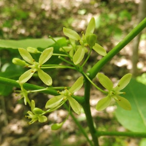 Ptelea trifoliata 25 graines - ptéléa