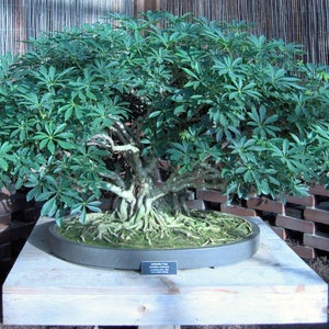 Schefflera arboricola 25 Seeds - Dwarf Umbrella Tree
