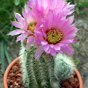 Echinocereus reichenbachii - Cactus de encaje (25 semillas)