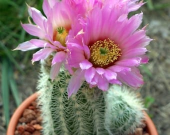 Echinocereus reichenbachii 25 Seeds - Lace Cactus