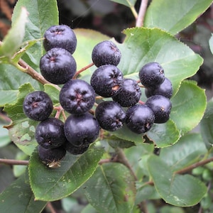 Aronia melanocarpa 100 graines - Aronia noir
