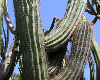 Pachycereus pringlei 25 Seeds - Giant Cardon