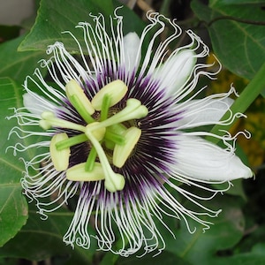 Passionsblume var. flavicarpa 10 Samen - Gelbe Passionsfrucht