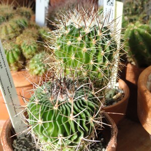 Stenocactus vaupelianus 25 Seeds - Stenocactus albatus