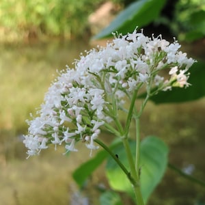 Valeriana officinalis 100 Seeds - Valerian