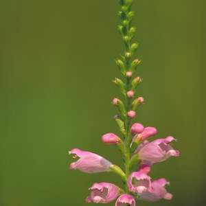 Physostegia virginiana 50 Seeds - Obedient Plant