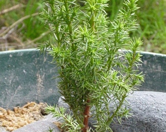 Cupressus macrocarpa 30 seeds - Monterey cypress