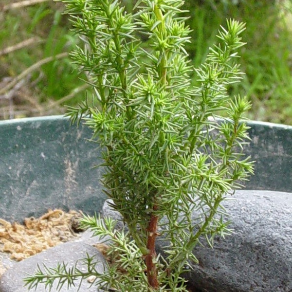 Cupressus macrocarpa 100 seeds - Monterey cypress