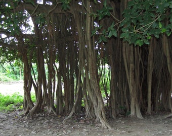 Ficus benghalensis 2,000 Seeds - Indian Banyan