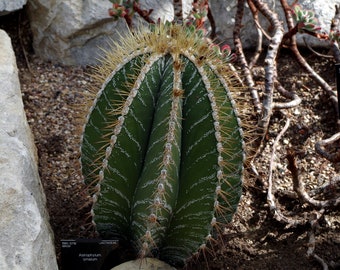 Astrophytum ornatum 100 Seeds