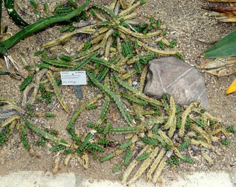 Echinocereus pentalophus 20 Seeds - Lady Finger Cactus