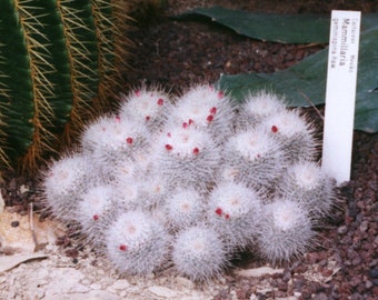 Mammillaria geminispina 25 Seeds - Twin Spined Cactus