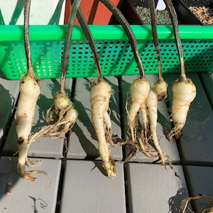 Peniocereus greggii v. transmontanus 20 Seeds - Night Blooming Cereus