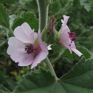 Althaea Officinalis 500 Seeds Marshmallow image 1