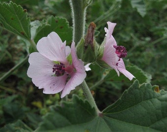 Althaea Officinalis 100 Graines - Guimauve