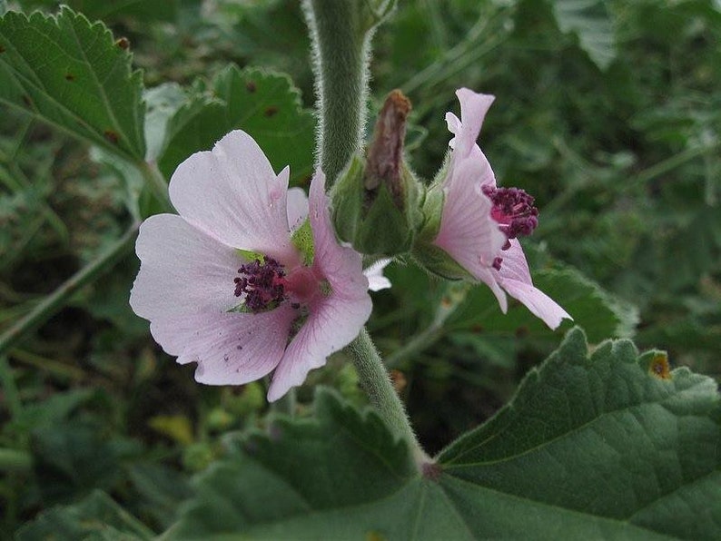 Althaea Officinalis 500 Seeds Marshmallow image 1