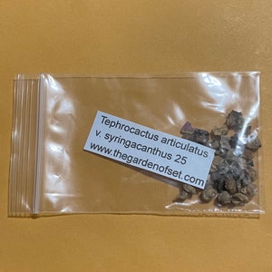 Tephrocactus articulatus v. syringacanthus 25 semillas