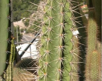 Semi Di Regina Della Notte - Selenicerus Grandiflorus, 40 Semi Per Coltivare Cactus Con Fiori Notturni Profumati - Foto 9