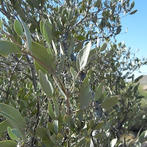 Simmondsia chinensis 10 graines - Jojoba