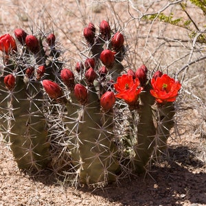 Echinocereus triglochidiatus 100 semillas - Cactus Mojave Mound