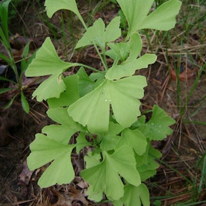 Ginkgo biloba 25 Seeds - Maidenhair Tree