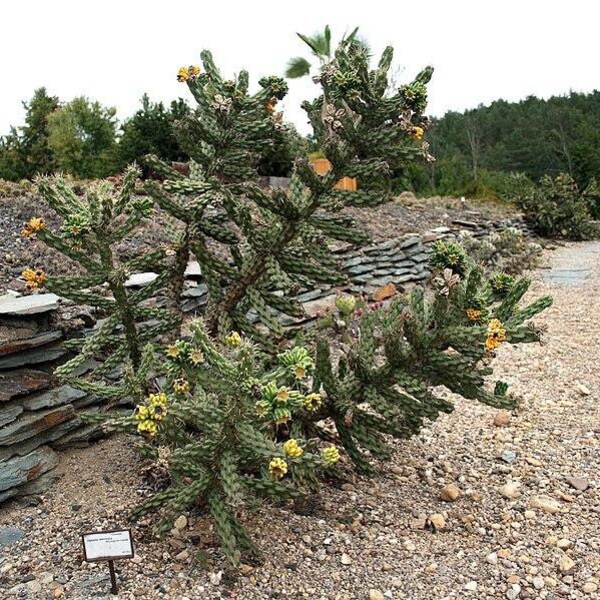 Cylindropuntia imbricata 20 Seeds - Tree Cholla