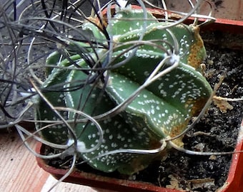 Astrophytum capricorne 25 Seeds - Goat's horn cactus