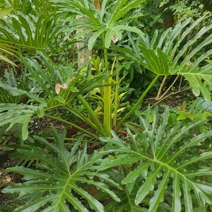 Thaumatophyllum bipinnatifidum 25 Seeds - Philodendron selloum