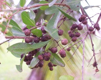 Lawsonia inermis 500 Seeds- Henna