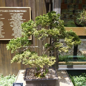 Chamaecyparis obtusa 100 Seeds - Hinoki Cypress