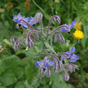 Borago officinalis 50 Seeds - Borage