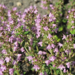 Thymus serpyllum Seeds 0.25g - Creeping Thyme