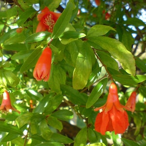 Punica granatum var. Nana 20 Seeds - Dwarf Pomegranate