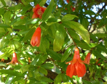 Punica granatum var. Nana 20 Seeds - Dwarf Pomegranate