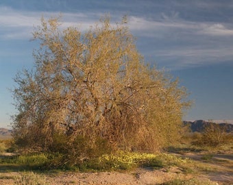 Olneya tesota 30 Seeds - Ironwood